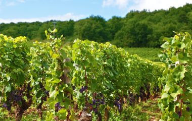 folije napravljene od lastara vinove loze mogu da zamene plastiku