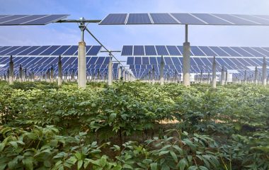 Istrazivacki projekat u Rumuniji ispituje primenu agrosolarnih sistema u poljoprivredi