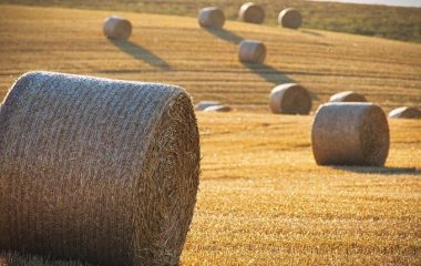 hrvatska strategija biogospodarstva bioekonomija