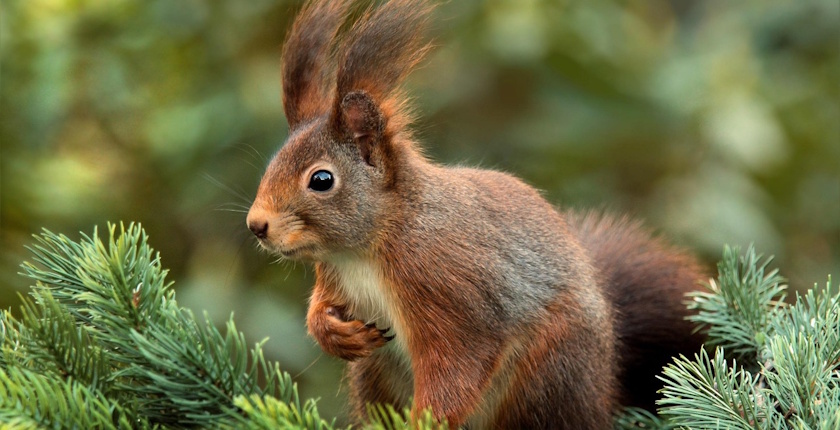 srbija konkurs grant mladi istrazivaci srbije EKO-SISTEM program