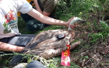 Rajka odletela do Afrike raiffeisen AmCham Fondacija za zastitu ptica grabljivica