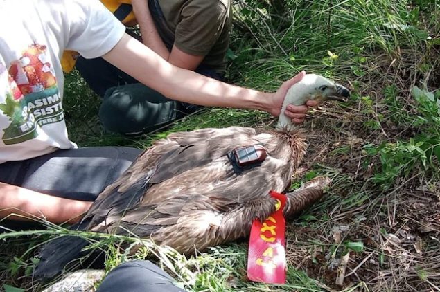 Rajka odletela do Afrike raiffeisen AmCham Fondacija za zastitu ptica grabljivica