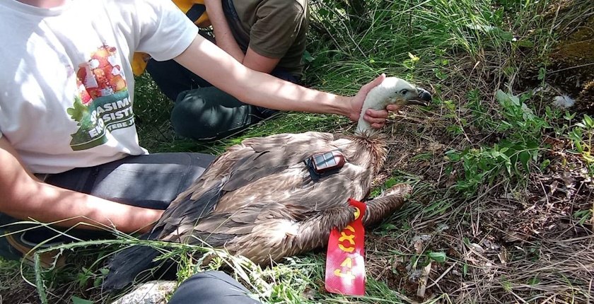 Rajka odletela do Afrike raiffeisen AmCham Fondacija za zastitu ptica grabljivica