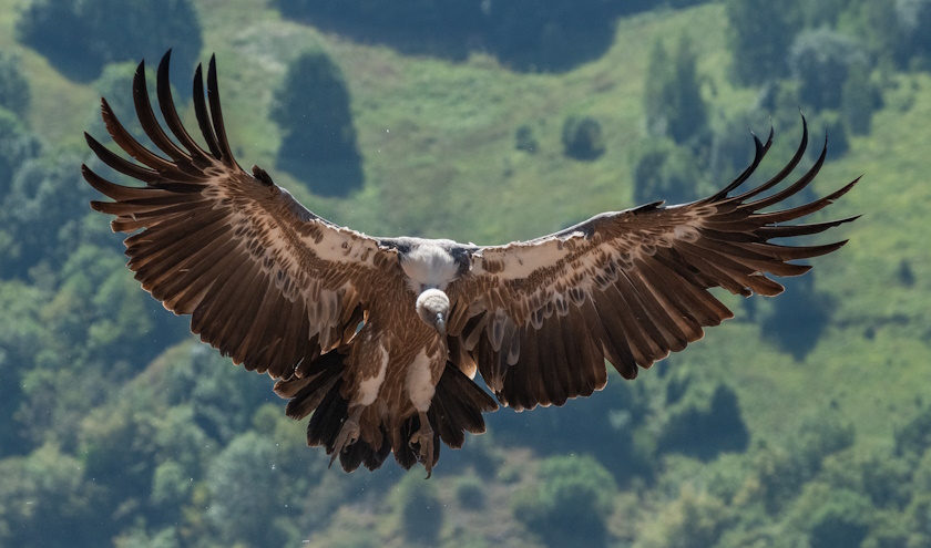 Sasa Preradovic Fondacija za zaštitu ptica grabljivica Rajka