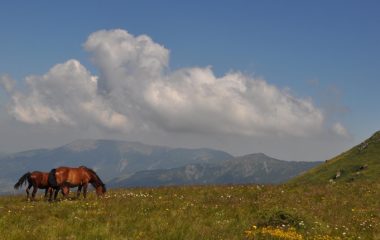 srbija program zastite prirode koalicija 27