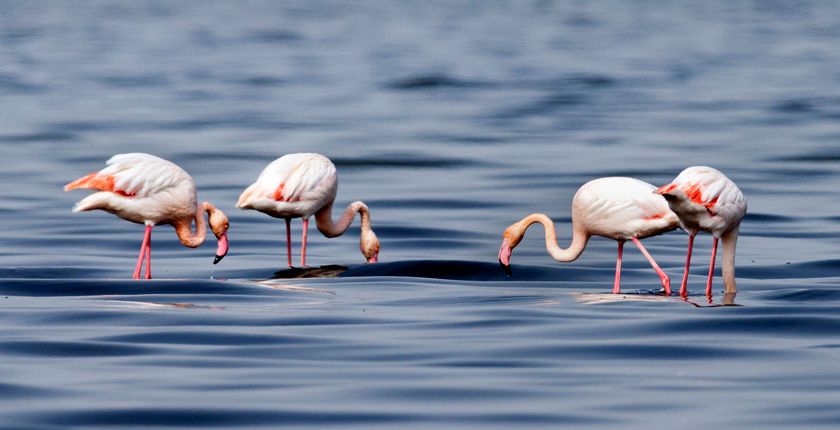 flamingo albanija projekat tramp