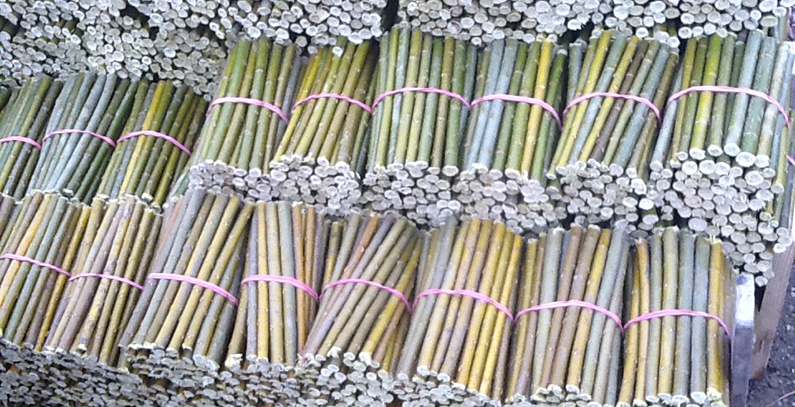 Energy willow Salix viminalis – biomass where you want it