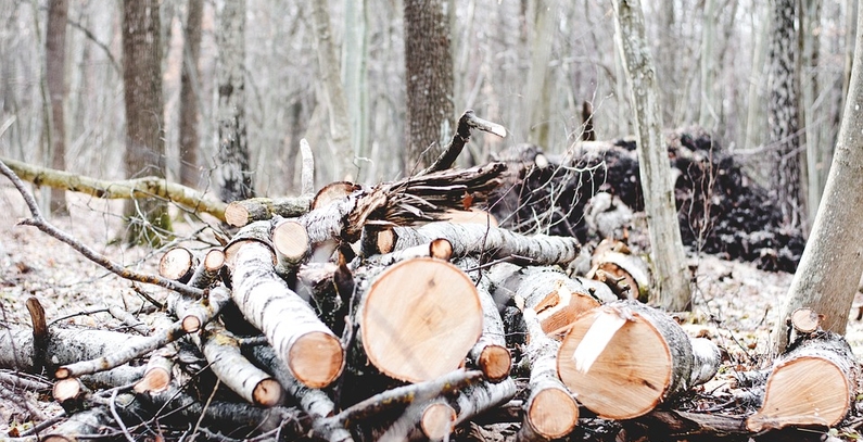 Wood biomass subsidies in Croatia fiercely debated