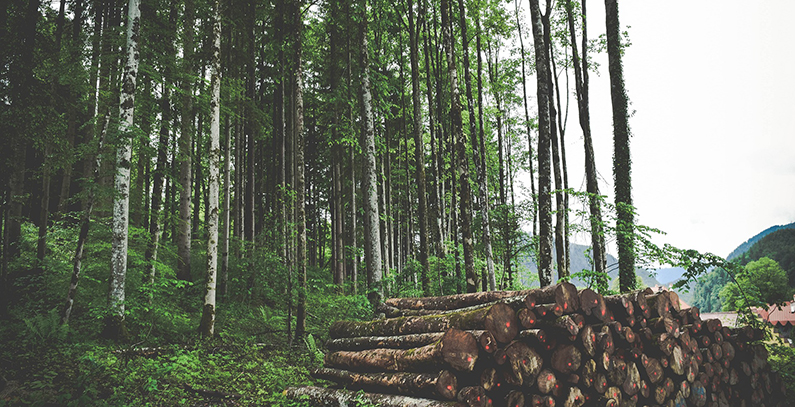 Banjaluka plans construction of wood-biomass heating plant – City Assembly to discuss public call for strategic partner