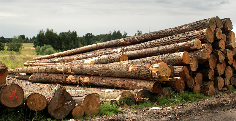 Hrvatske Šume launches tendering for wood chip delivery for cogeneration plants