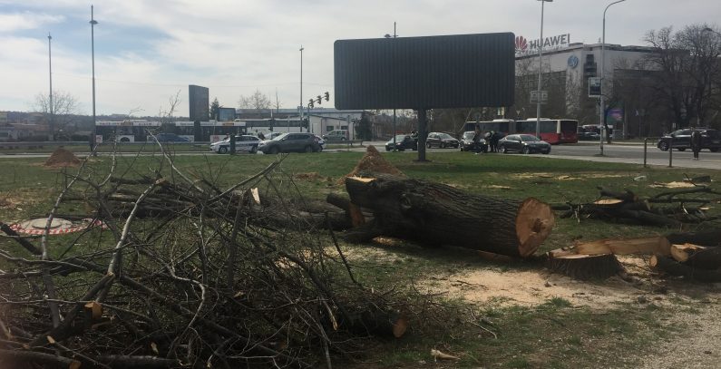 Dismay over tree felling in Belgrade, environmental impact assessment procedure brought into question