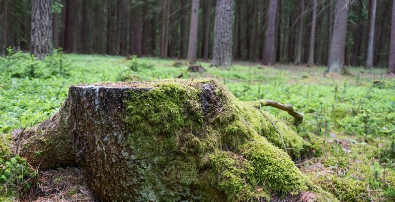 Deforestation A Global Problem