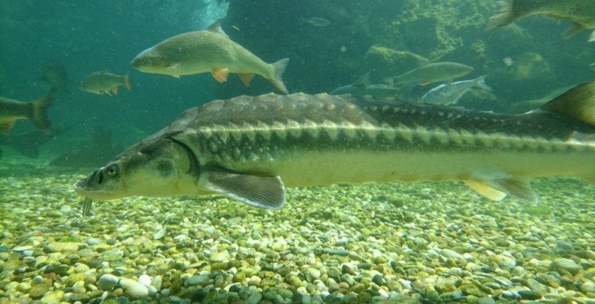 sturgeon stocking romania hungary