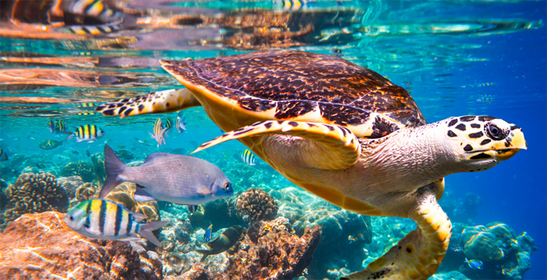 “Transformative change” urged to tackle nature decline as one million species face extinction