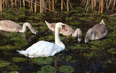 Zasavica special nature reserve