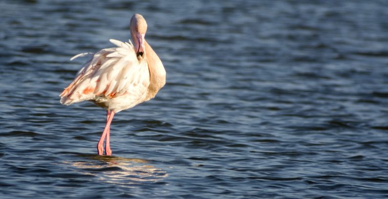 Ulcinj Salina declared protected area – ecosystem services seen as way forward