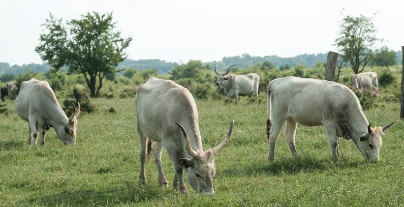 Zasavica