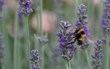biodiversity protection
