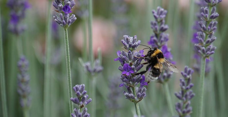 Civil society of SEE is shaping joint position on biodiversity protection
