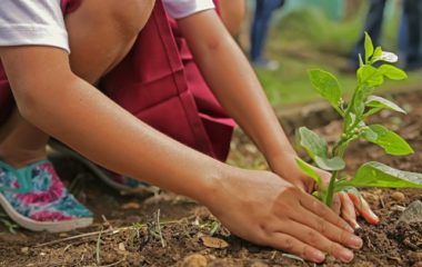 children planting trees
