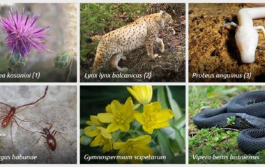 List of Endemic Taxa of SEE