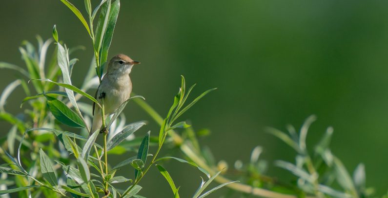 EuroBirdwatch: Apply for a free birdwatching tour in Serbia on October 5 or 6