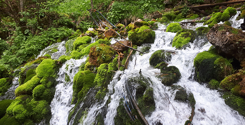 Lještanica Synergy Bijelo Polje