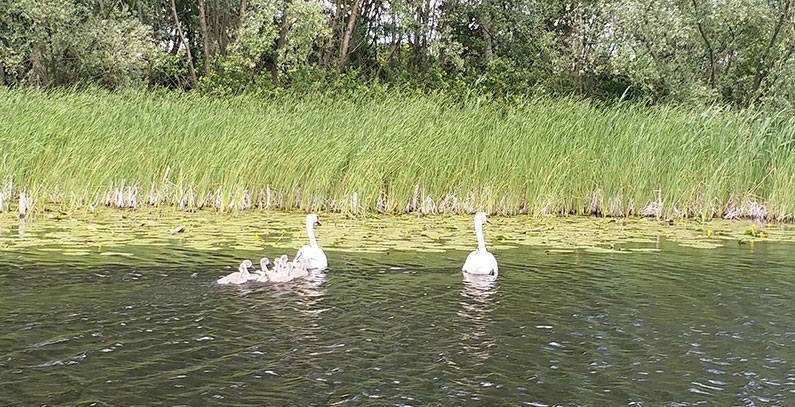 Special Nature Reserve Zasavica - hidden biodiversity gem