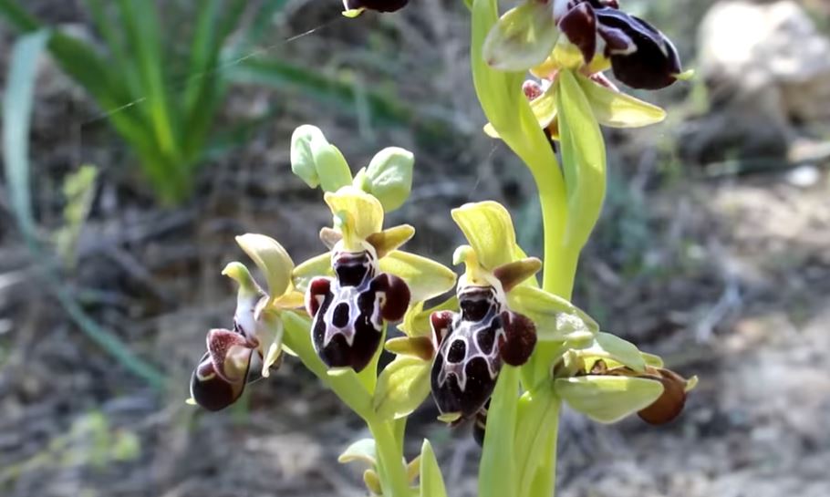 Solar power project in Cyprus continues after delay to protect orchids