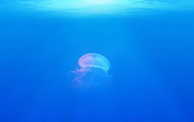 UN Environment Champions of the Earth award