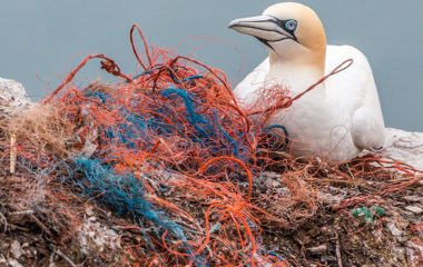 Towns in BiH, Montenegro, Albania join forces against marine litter