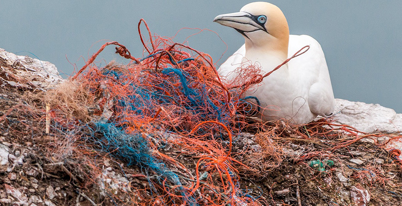 Towns in BiH, Montenegro, Albania join forces against marine litter
