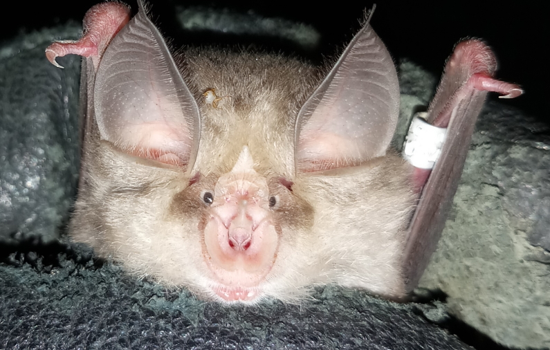 Bats are remarkably useful for humans and nature