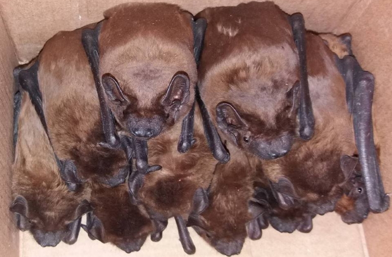 Bats are remarkably useful and humans mustn't disturb or hurt them