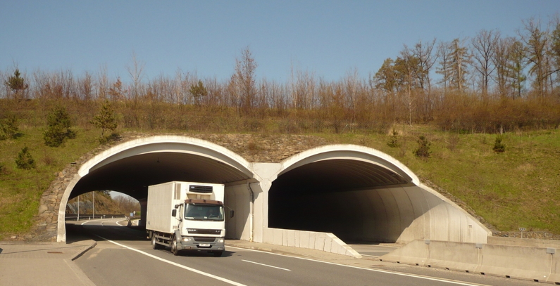 Green bridges across roads and highways saving bears, lynxes, wolves