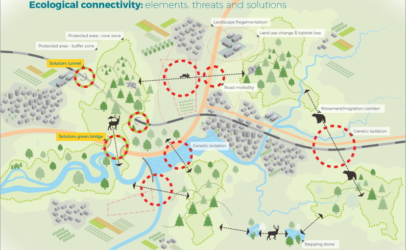 Green bridges bears, lynxes, wolves ecological connectivity