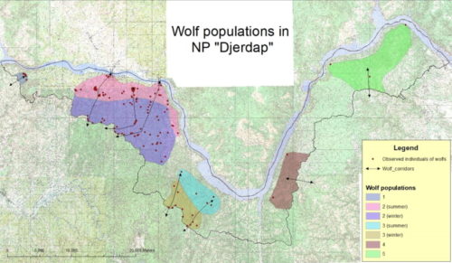 Green bridges bears, lynxes, wolves wolf populations