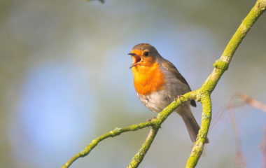 Interdependence of human well-being and biodiversity