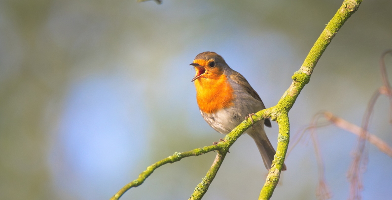 Interdependence of human well-being and biodiversity