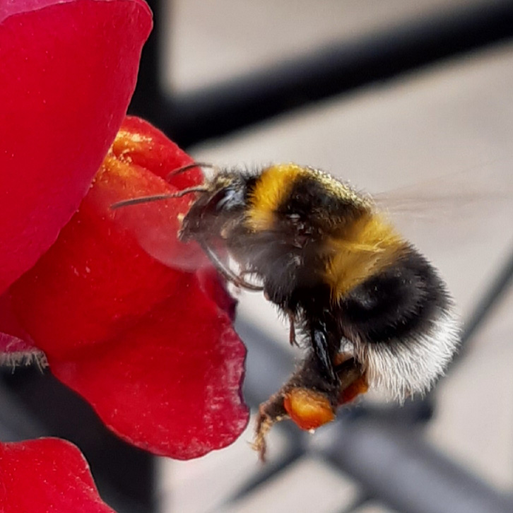 International-Day-for-Biological-Diversity-2020-Nikola-Stojnic-bee