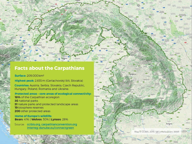 Saving bears, lynxes, wolves Carpathians
