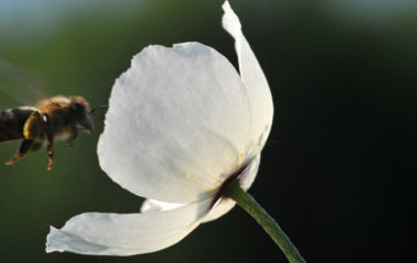 Towards-a-Greener-Agenda-for-the-Western-Balkans-Bee--IUCN-Boris-Erg