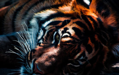 interview-ivonne-higuero-cites-illegal-wildlife-trade