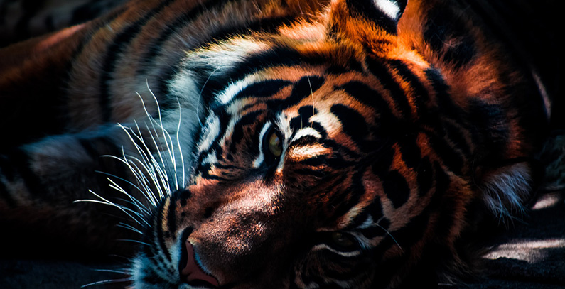 interview-ivonne-higuero-cites-illegal-wildlife-trade