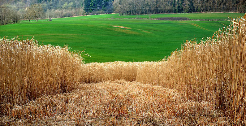 INA asks for bioethanol project to be granted strategic investment status