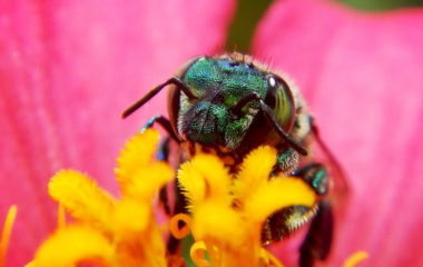 World Environment Day biodiversity