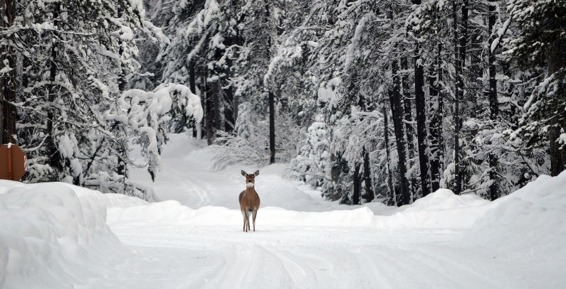 World Environment Day maintain biodiversity