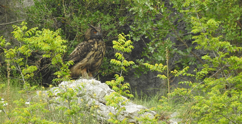 Flora, fauna research basins Neretva tributaries Eurasian eagle-owl