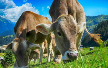 EU adopts methane emission strategy European Green Deal