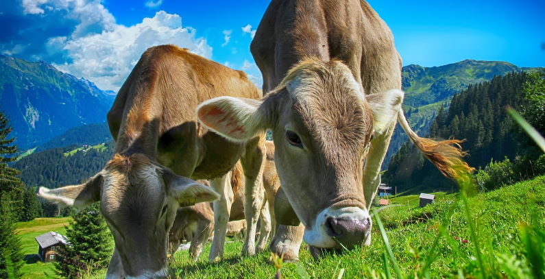 EU adopts methane emission strategy European Green Deal